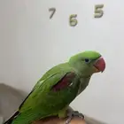 ببغاء درة نيبالي ( تم البيع )