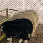 ذبايح حريات