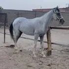 حصان شعبي