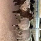 نعيمي هرافى للبيع طيبه اعمار حول 3 اشهر