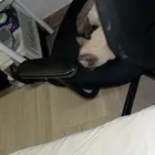 قطة هيمالايا للتبني