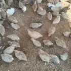 سمان للبيع