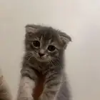 كيتن سكوتش فولد