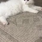 حيوانات