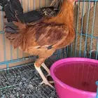 ديوك للبيع