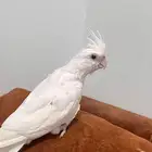 كروان البينوا اليف