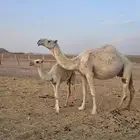 ناقة وضحى تحتها بكرة (تم البيع)