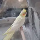 كوكتيل ذكر للبيع ب 350