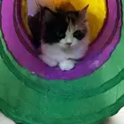 قطه كاليكو هملايا للتبني لاعلان للبنات فقط