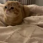 قط سكوتش فولد