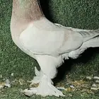 جوزيت حمام تب مع انتاج