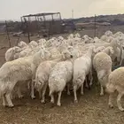 ضان صنف عددها 50 بالفحل