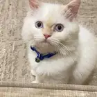 قط شيرازي
