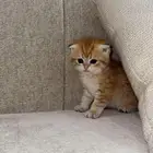 كيتن سكوتش قولد للبيع