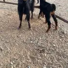 للبيع عنز معها جفره دوس وصحه شرط