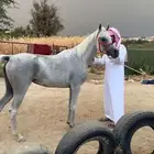 فرس عليها مهر