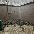 صوص فيومي شبابي دم صافي