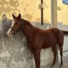 فرس شعبية معسوفة