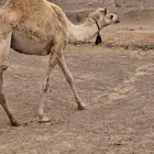 بكره حره