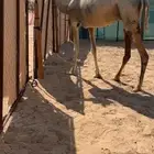 هجن