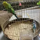للبيع طيور