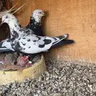 زوجين قطايف
