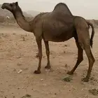 ناقه لقحه منوة القاني مشروطه شرط