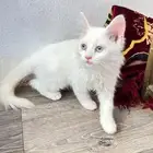 قطه للبيع