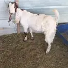 تيس مشروك