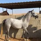 فرس عربيه شعبيه لقاح