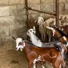 تيوس بلدي بهم بلدي المجاردة