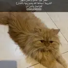 قطط للتبني