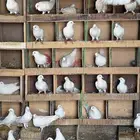 حمام فرنسي منتج الخرج