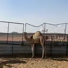 قعود للبيع