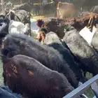 معزا العدد 70 ولد منها 52 تحتها 74 أوفيها 15 دفيع قريب ولاد