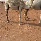 قعود للبيع