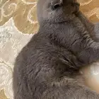 للتزاوج قط ذكر مقابل الانتاج