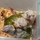 فروخ كنيور اناناس و اناناس رد فاكتور