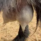 عنزا خلفه تحتها جفره توه تامه