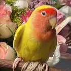 للبيع ببغاء الروز الأليف