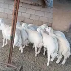 طليان لبيع الذبايح جمله او تفريق