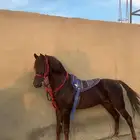 حصان شعبي للبيع
