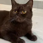 للبيع قطه سكوتش شوكلت