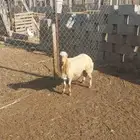 صبيا السمر شرق الصناعيه الجديده عكوه