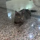 قط وجدت قط