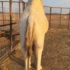 حاشي