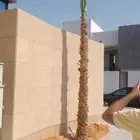 نخيل واشنطن للبيع بجميع انواع المقاست وتوصيل إلا جميع انحا