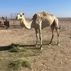ناقه حره منتج