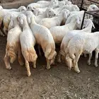 24 خرفان بلديه نظيفه