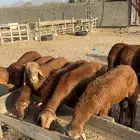 سواكني تربيه حمري